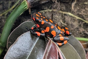 Poison dart frogs kaufen und verkaufen Photo: Oophaga histrionica Bahia solano 0.0.1