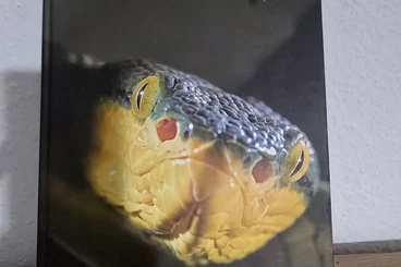 Books & Magazines kaufen und verkaufen Photo: Asian Pitvipers