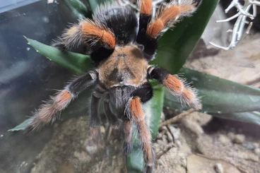 Vogelspinnen kaufen und verkaufen Foto: Diverse Vogelspinnen für Hamm