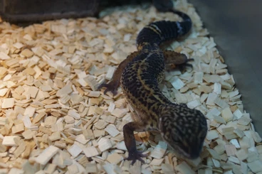 Geckos kaufen und verkaufen Foto: Leos Black Nights 7.0 aus 23