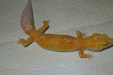 Geckos kaufen und verkaufen Foto: Leopardgecko Sunglow 0.1 aus 24