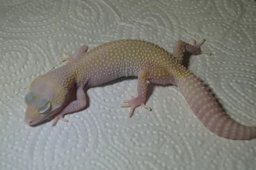 Geckos kaufen und verkaufen Foto: Leopardgecko Mack Snow Rainwater Patternless Albino 0.1 aus 24