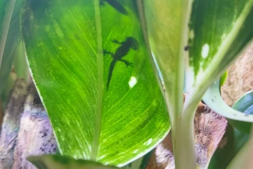 Geckos kaufen und verkaufen Foto: Biete Jungferngecko (Lepidodactylus lugubris)