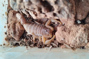 Scorpions kaufen und verkaufen Photo: Biete Skorpione aus eigener Nachzucht