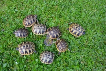 Tortoises kaufen und verkaufen Photo: Griechische Landschildkrötenbabys zu verkaufen!