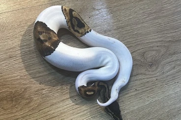 Ball Pythons kaufen und verkaufen Photo: Python regius Königspythons
