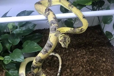 Boas kaufen und verkaufen Photo: 1.0 Corallus hortulanus, Paradox! 400€!!