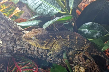 Geckos kaufen und verkaufen Foto: 1.0 R. Leachianus Mt. Koghis Friedel CB 2020