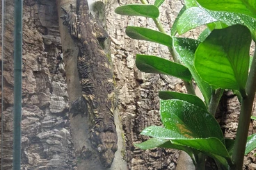 Geckos kaufen und verkaufen Foto: 0.1 Mt.Koghis Tröger (75%) ×Cf(25%) CB 23