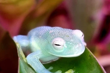 frogs kaufen und verkaufen Photo: Looking  Dendrobates for Hamm 14.03