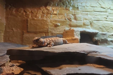 Andere Agamen kaufen und verkaufen Foto: Uromastyx Ocellata / Geschmückte Dornschwanzagame