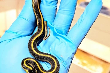 Snakes kaufen und verkaufen Photo: Thamnophis 2025 reservations for Hamm