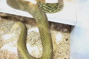 Schlangen kaufen und verkaufen Foto: Very Rare! Elaphe Carinata "Fujian locality" 2025