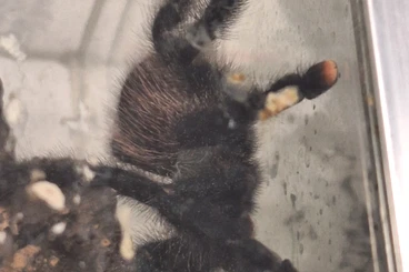 Spinnen und Skorpione kaufen und verkaufen Foto: Avicularia, junge Weibchen