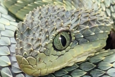 Giftschlangen kaufen und verkaufen Foto: Atheris squamigera  - Hamm