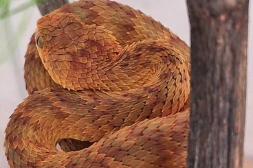 Snakes kaufen und verkaufen Photo: Atheris squamigera  - Hamm