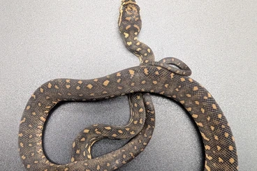 Pythons kaufen und verkaufen Photo: Morelia spilota spilota - Diamantpython