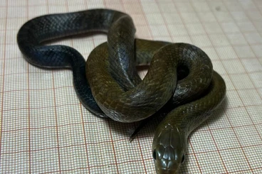 Snakes kaufen und verkaufen Photo: Lichanura, Eryx, BTCribo