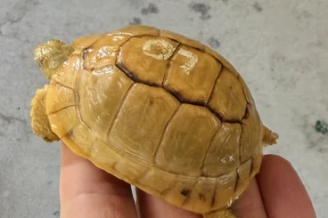 Landschildkröten kaufen und verkaufen Foto: Egyptian tortoise, high yellow