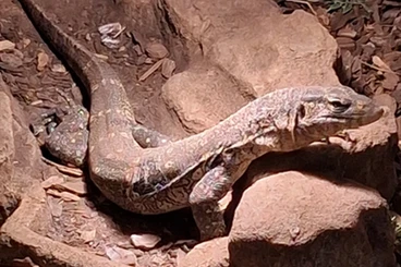 Monitor lizards kaufen und verkaufen Photo: 2 varanus ornatus anzugeben