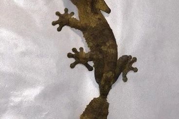 Geckos kaufen und verkaufen Foto: Uroplatus henkeli CB 2025
