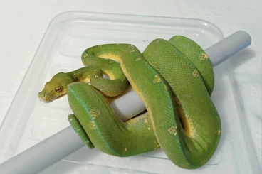 Snakes kaufen und verkaufen Photo: 1.0 Morelia viridis/ Morelia azurea utaraensis Cyclops