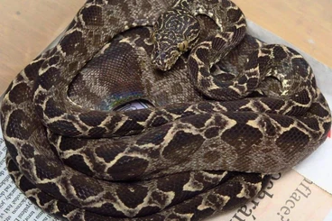 Boas kaufen und verkaufen Photo: Corallus hortulanus - ATB Amazon Tree Boa