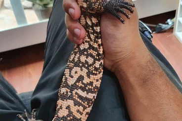 Giftschlangen kaufen und verkaufen Foto: For sell !