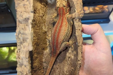 Echsen  kaufen und verkaufen Foto: Rhacodactylus leachianus Bayonnaise Yate Goro Cranwelli Mutant