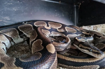 Pythons kaufen und verkaufen Photo: verschenke 1.1 adulte Köpy