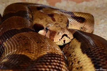 Boas kaufen und verkaufen Photo: Boa morphs: Hypo, Sunglow, Albino. I can bring to: Hamm 14.3.26