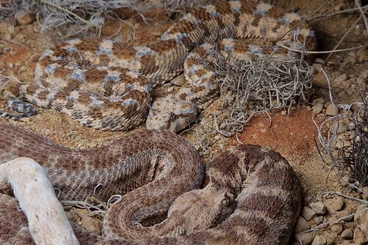 Giftschlangen kaufen und verkaufen Foto: 1.1 Cerastes Cerastes, Libya (unrelated, proven female)