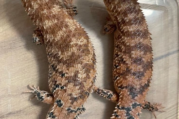 Skinks kaufen und verkaufen Photo: Egernia breeding stock reduction