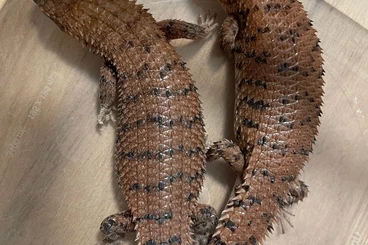 Echsen  kaufen und verkaufen Foto: Egernia breeding stock reduction