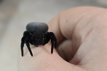 other spiders kaufen und verkaufen Photo: LOOKING FOR: Male spiders for Hamm