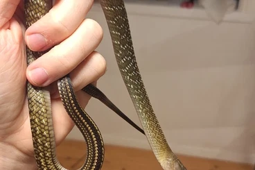 Schlangen kaufen und verkaufen Foto: Ptyas carinata,  drymarchon corais