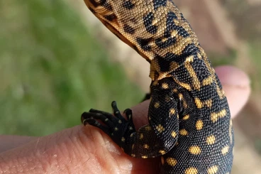 Monitor lizards kaufen und verkaufen Photo: CB Varanus melinus.