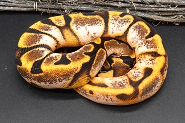 Ball Pythons kaufen und verkaufen Photo: Python regius / Königspython - CB25 and adults