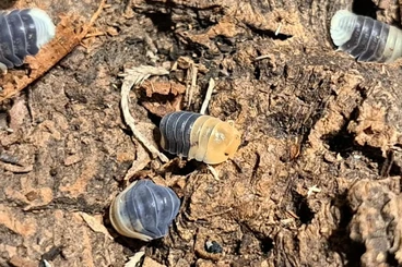 Insekten kaufen und verkaufen Foto: Isopods houten/shipping .