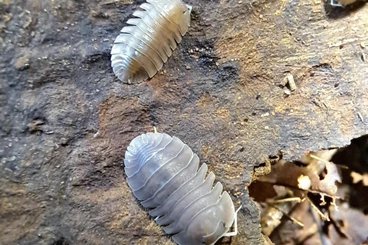 Insekten kaufen und verkaufen Foto: Isopods houten/hamm or shipping