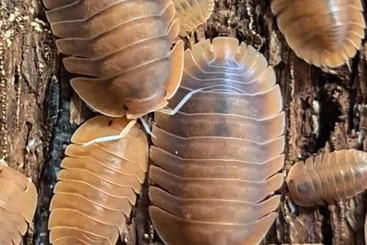 Krebstiere terrestrisch  kaufen und verkaufen Foto: Isopod bulk deals  shipping