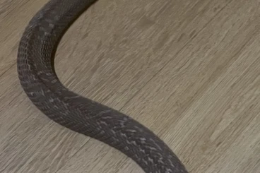 Giftschlangen kaufen und verkaufen Foto: Naja kaouthia 1.1 Granit het suphan 200€