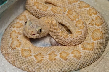 Giftschlangen kaufen und verkaufen Foto: C. Atrox Hypo Albino 0.1 cb 2025