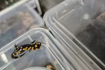 Schwanzlurche kaufen und verkaufen Foto: Some juveniles from this year for Hamm show