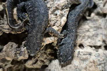 newts and salamanders kaufen und verkaufen Photo: Some animals available all NC in Belgium
