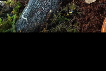 salamanders kaufen und verkaufen Photo: Salamandra Salamandra Terrestris