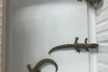 Echsen  kaufen und verkaufen Foto: Verschiede Reptilien zur Abgabe