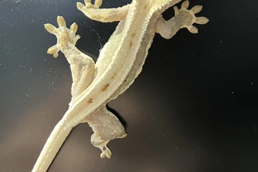 Echsen  kaufen und verkaufen Foto: Diverse Nachzuchten für Hamm