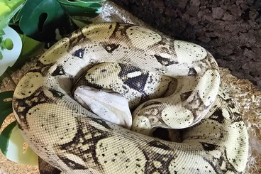 Boas kaufen und verkaufen Foto: Boa vpi het anery CB23 1.0