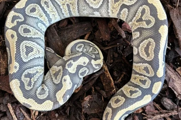 Schlangen kaufen und verkaufen Foto: 1.2 Königspython Morph